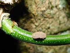 Insecta