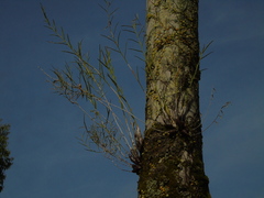 Dendrobium setifolium