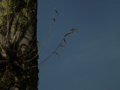 Dendrobium setifolium