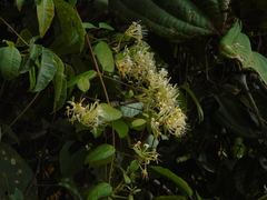 Lonicera pulcherrima