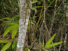 Plectocomia elongata