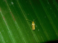 Lepidoptera