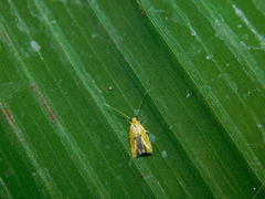 Lepidoptera