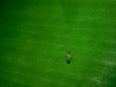 Diptera