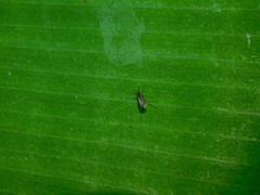 Diptera