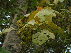 Macaranga triloba