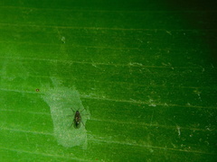 Diptera