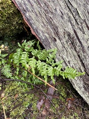Pteris terminalis