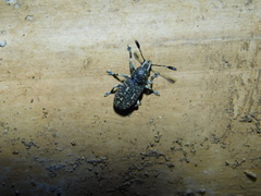 Eucorynus