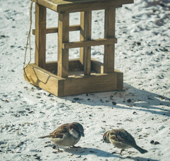 Passer domesticus