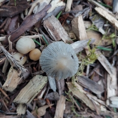 Coprinellus impatiens