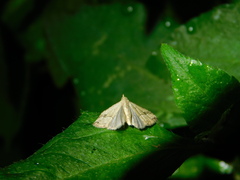 Lepidoptera
