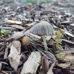 Coprinellus impatiens