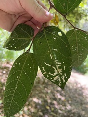 Ficus coronata