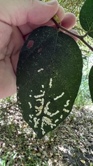 Ficus coronata