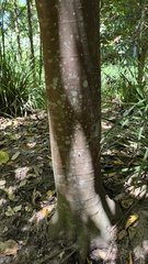 Ficus coronata