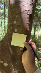 Ficus coronata
