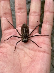 Macromia amphigena amphigena