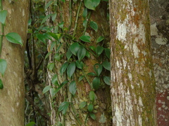 Psychotria sarmentosa