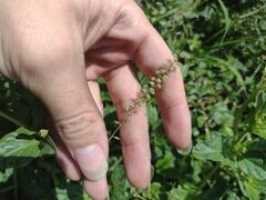 Tragus berteronianus