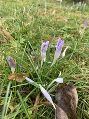 Crocus speciosus