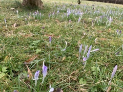 Crocus speciosus