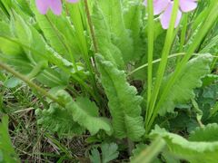 Primula sieboldii