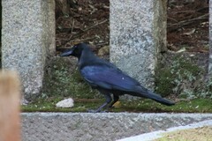 Corvus macrorhynchos