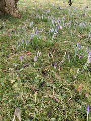 Crocus speciosus