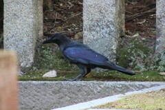 Corvus macrorhynchos