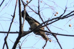 Hypsipetes amaurotis