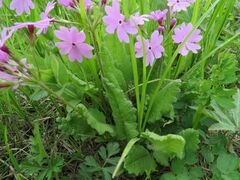 Primula sieboldii