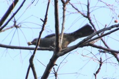 Hypsipetes amaurotis