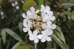 Viburnum sympodiale