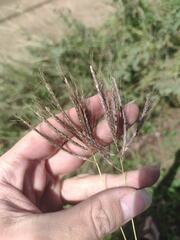 Dichanthium annulatum papillosum