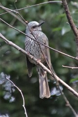 Hypsipetes amaurotis