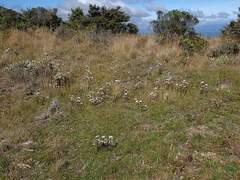 Gentianella tenuifolia