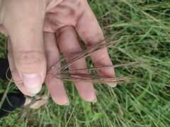 Dichanthium annulatum papillosum
