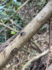 Polyrhachis armata