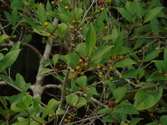 Ficus deltoidea