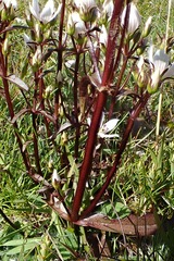 Gentianella tenuifolia