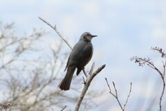 Hypsipetes amaurotis