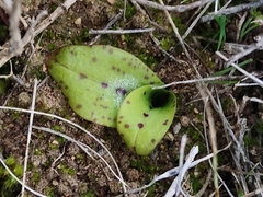 Neotinea maculata