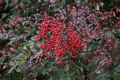 Nandina domestica