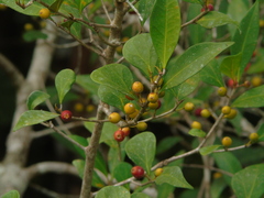 Ficus deltoidea