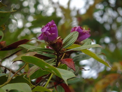 Melastoma sanguineum