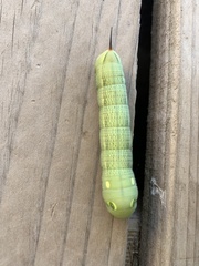 Hippotion celerio