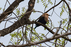Coracias cyanogaster
