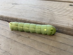 Hippotion celerio