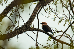 Coracias cyanogaster